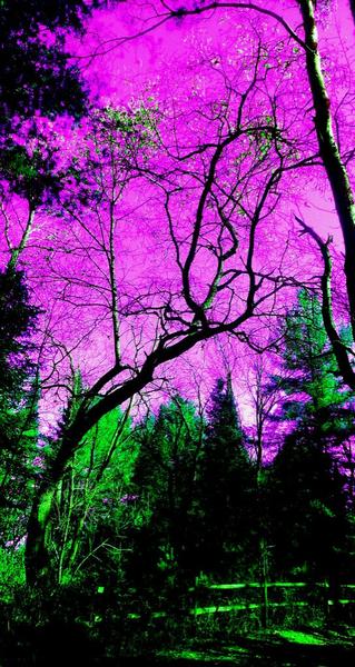 purple sky and branch - 