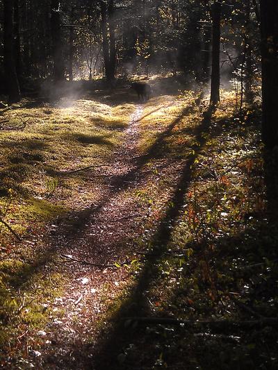 shadow on the path