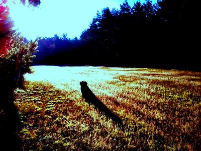 katie in sun field